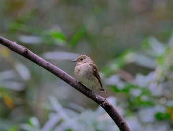 Narcissus Flycatcher 東京都立桜ヶ丘公園(聖蹟桜ヶ丘) Sat, 10/22/2022