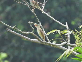 Oriental Reed Warbler Kasai Rinkai Park Mon, 8/15/2022
