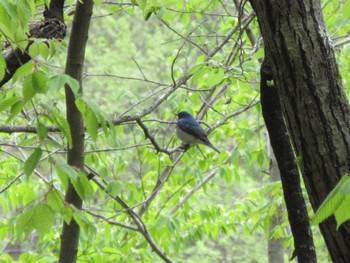 Sun, 5/1/2022 Birding report at 秩父