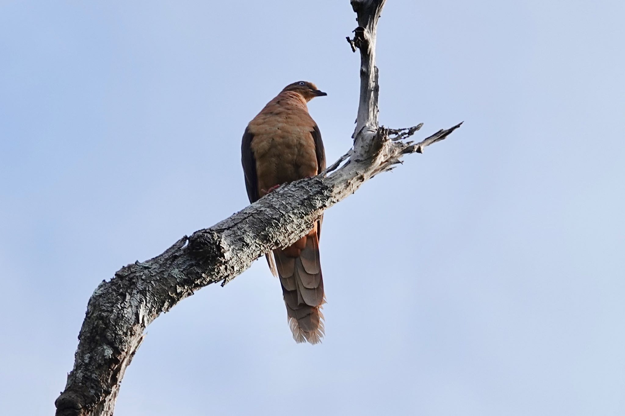 Black Mountain Rd(Kuranda,Australia) オナガバトの写真 by のどか