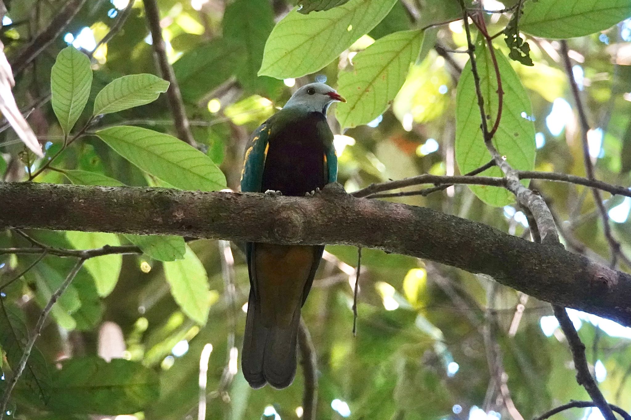 Wompoo Fruit Dove