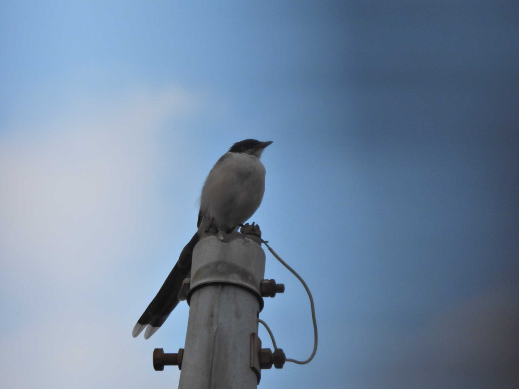 オナガ by NM🐥📷