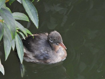 Little Grebe Shakujii Park Tue, 9/13/2022