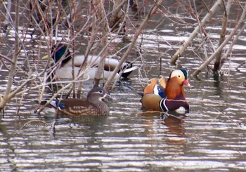 Mandarin Duck 勅使池(豊明市) Tue, 1/9/2018