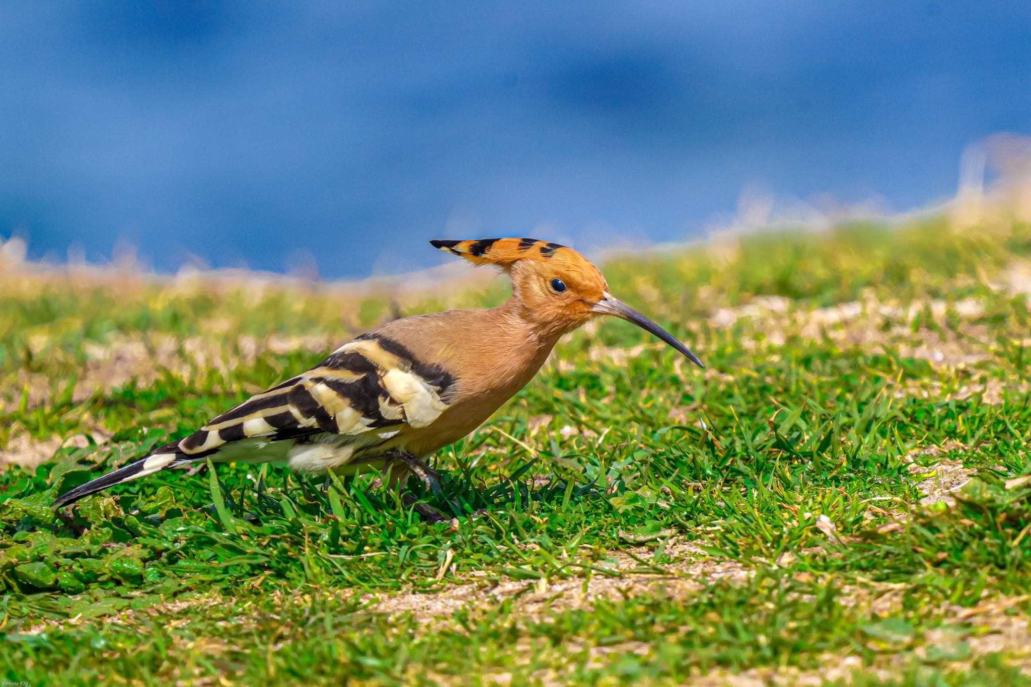  ヤツガシラの写真 by wildbirder_