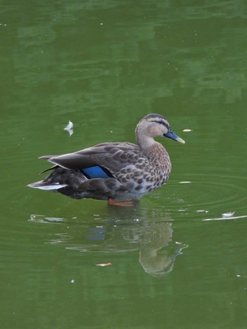 Eastern Spot-billed Duck Shakujii Park Tue, 9/13/2022