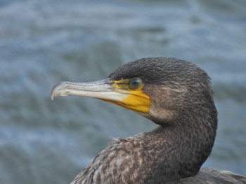 カワウ 東京港野鳥公園 2022年9月21日(水)