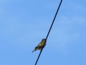 Grey-capped Greenfinch 世田谷区 Sat, 5/23/2020