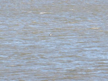 Great Crested Grebe 渡良瀬遊水池 Sun, 12/26/2021