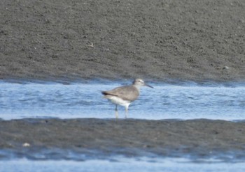 キアシシギ ふなばし三番瀬海浜公園 2022年8月1日(月)