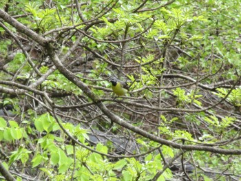 Grey Wagtail 秩父 Sun, 5/1/2022