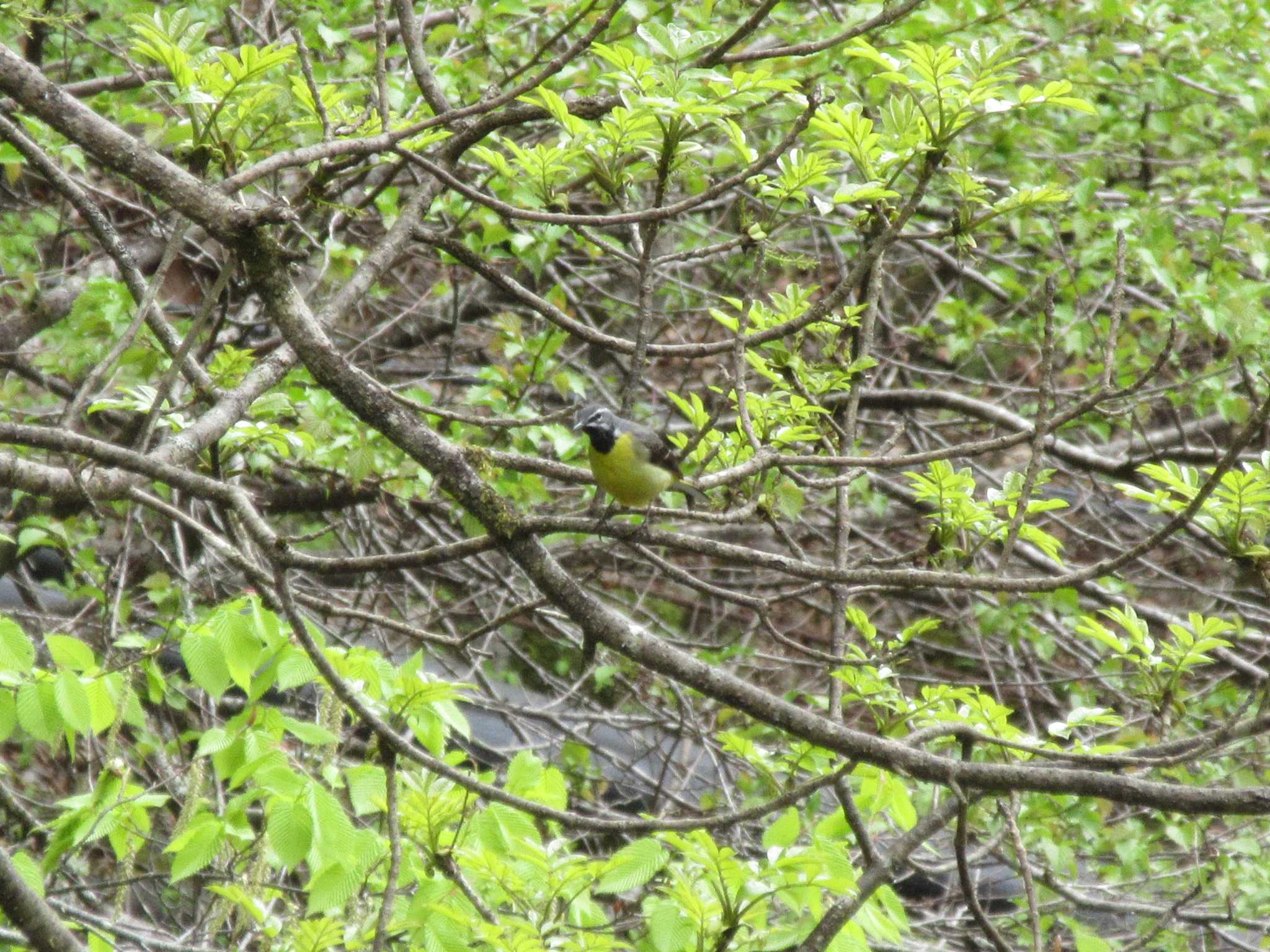 キセキレイ by NM🐥📷