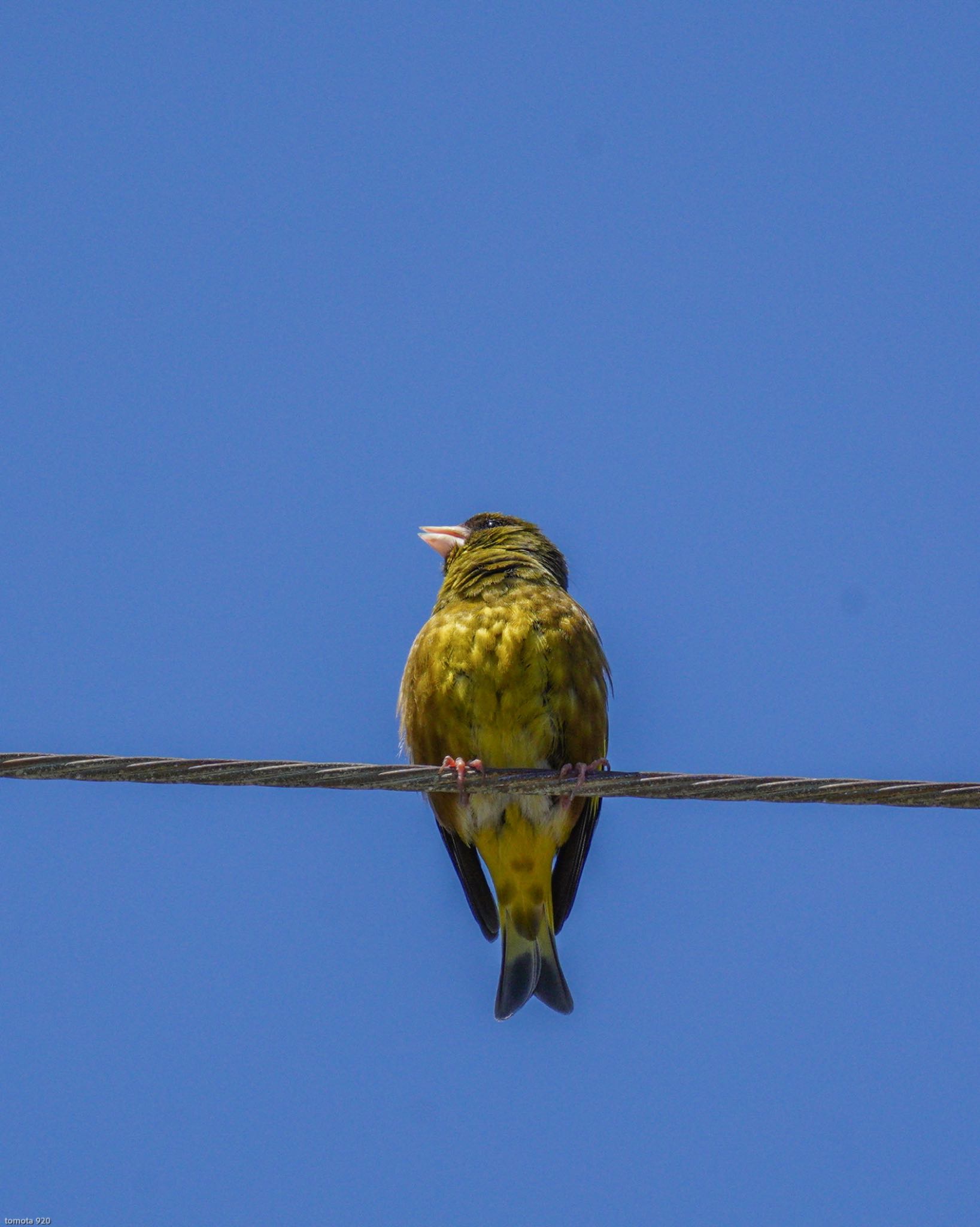  カワラヒワの写真 by wildbirder_