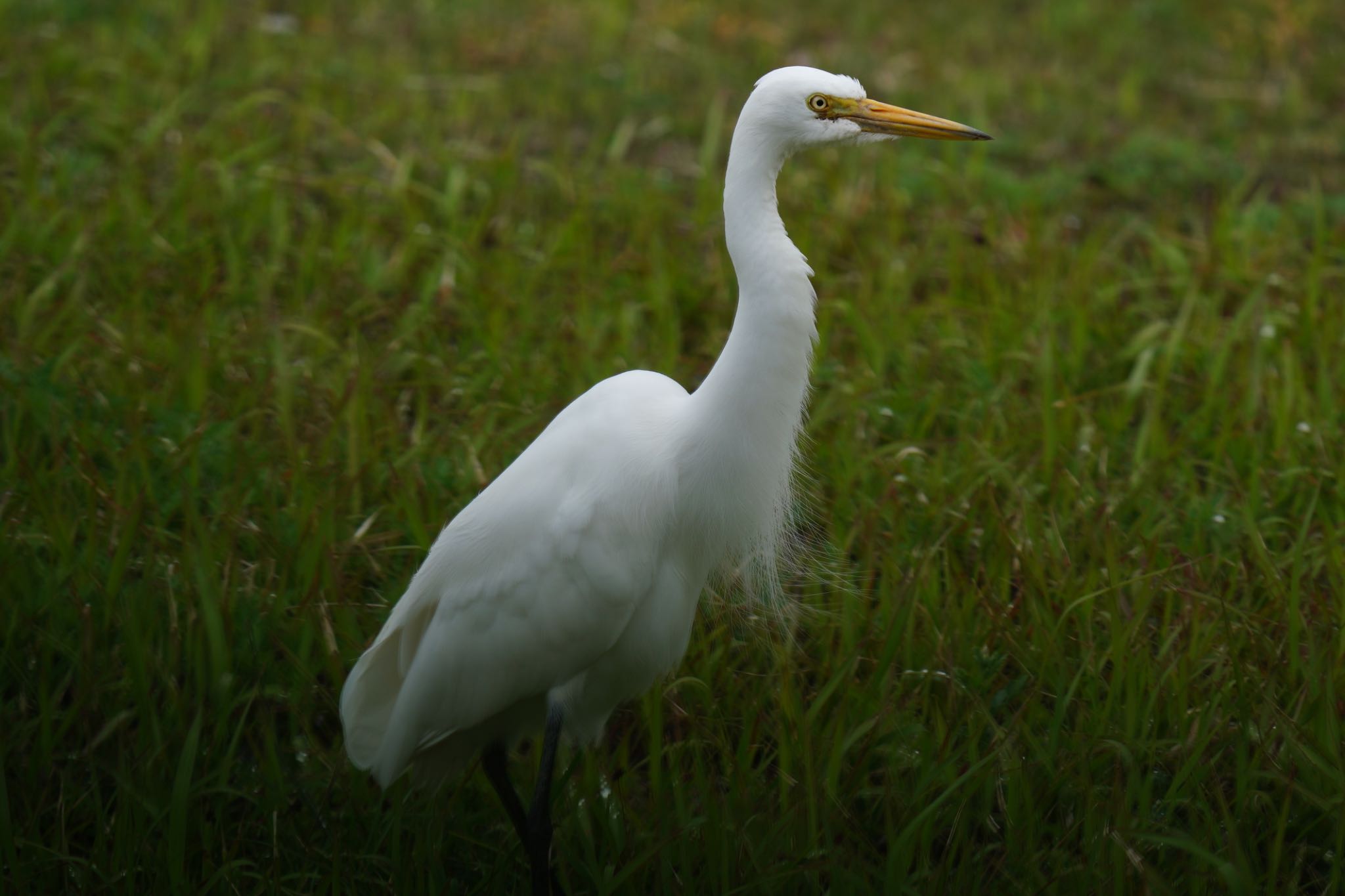  チュウサギの写真 by wildbirder_