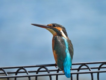 Common Kingfisher Tokyo Port Wild Bird Park Sun, 9/11/2022