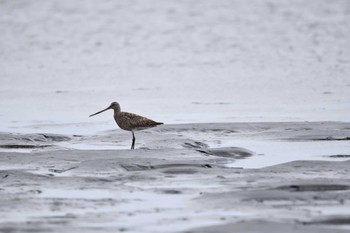 オオソリハシシギ ふなばし三番瀬海浜公園 2022年9月11日(日)