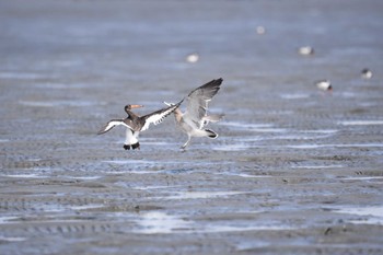 ミヤコドリ ふなばし三番瀬海浜公園 2022年9月11日(日)