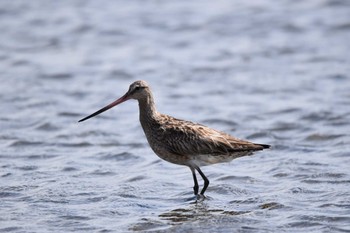 オオソリハシシギ ふなばし三番瀬海浜公園 2022年9月11日(日)