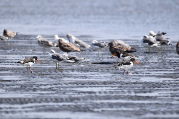 ミヤコドリ ふなばし三番瀬海浜公園 2022年9月11日(日)