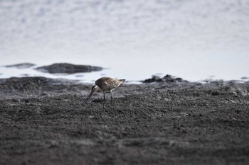 オオソリハシシギ ふなばし三番瀬海浜公園 2022年9月11日(日)