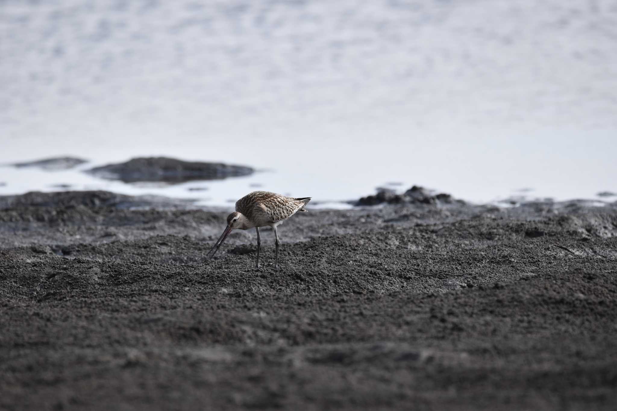 ふなばし三番瀬海浜公園 オオソリハシシギの写真 by みやさん