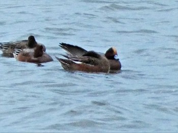 Eurasian Wigeon 河北潟 Fri, 10/21/2022