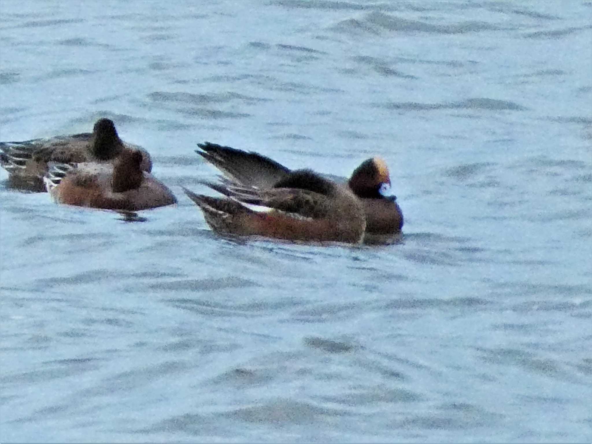 Eurasian Wigeon