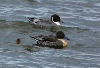 Northern Pintail 河北潟 Fri, 10/21/2022