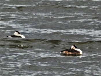 Great Crested Grebe 河北潟 Fri, 10/21/2022