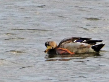 Eastern Spot-billed Duck 河北潟 Fri, 10/21/2022