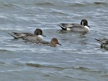 Northern Pintail 河北潟 Fri, 10/21/2022