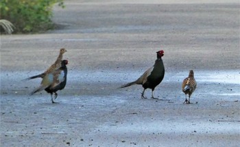 Green Pheasant 河北潟 Fri, 10/21/2022