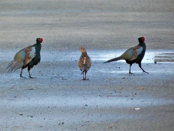 Green Pheasant 河北潟 Fri, 10/21/2022