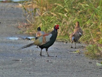 Fri, 10/21/2022 Birding report at 河北潟