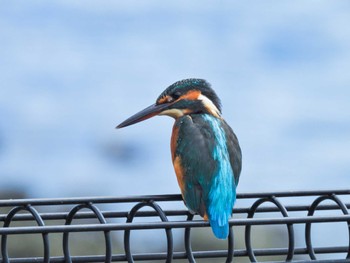 Common Kingfisher Tokyo Port Wild Bird Park Sun, 9/11/2022