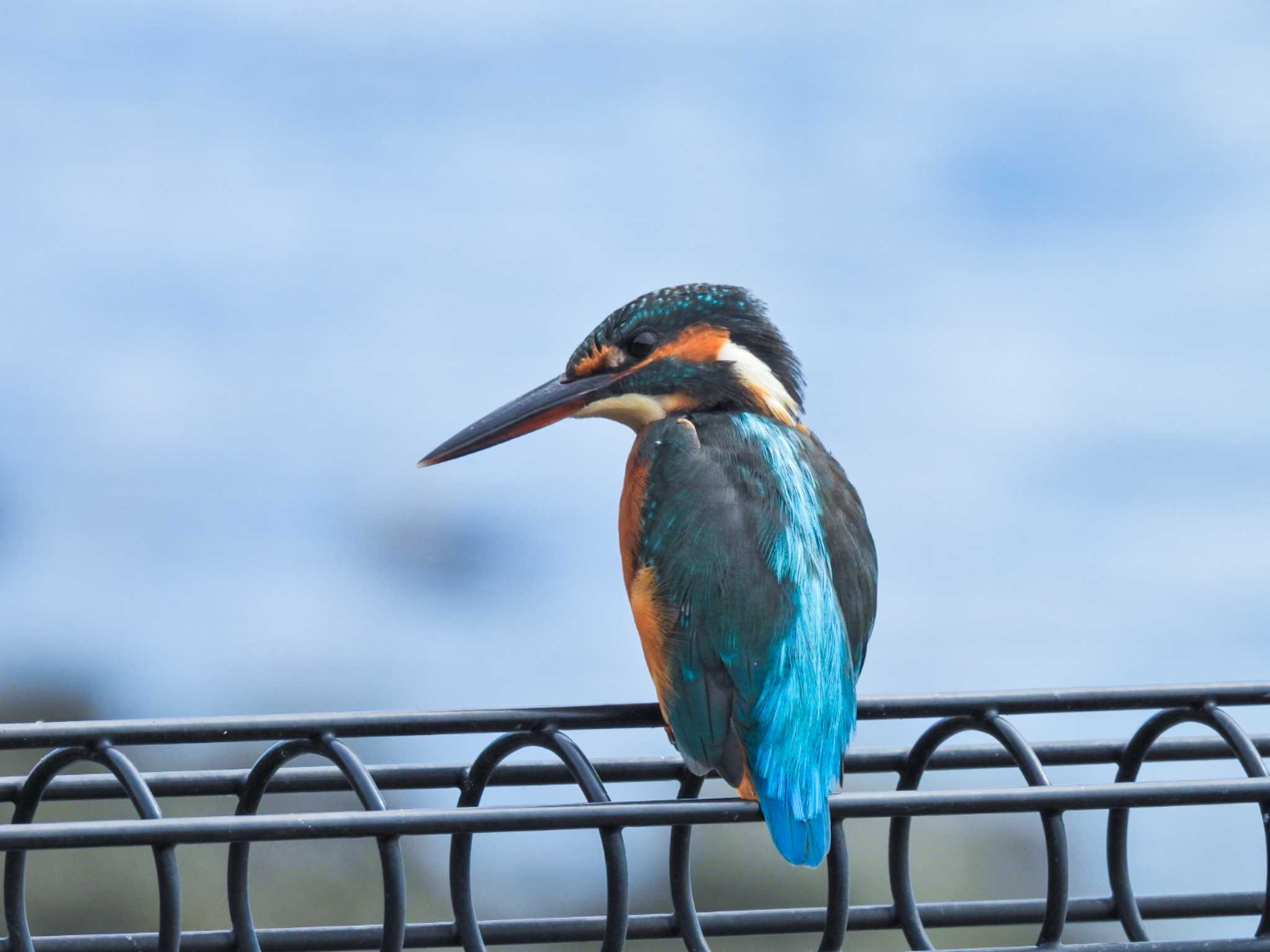 カワセミ by NM🐥📷