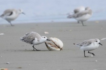 2022年10月22日(土) 波崎海水浴場(茨城県神栖)の野鳥観察記録