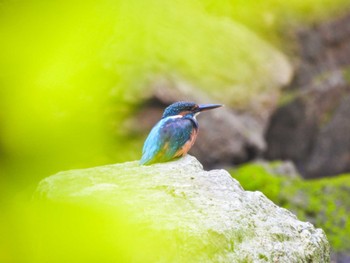 Common Kingfisher Unknown Spots Tue, 9/6/2022