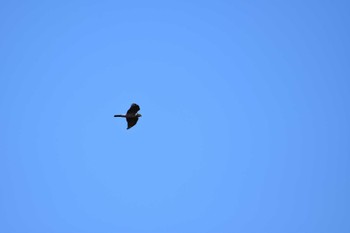 Japanese Sparrowhawk Shirakaba-touge Sat, 9/24/2022