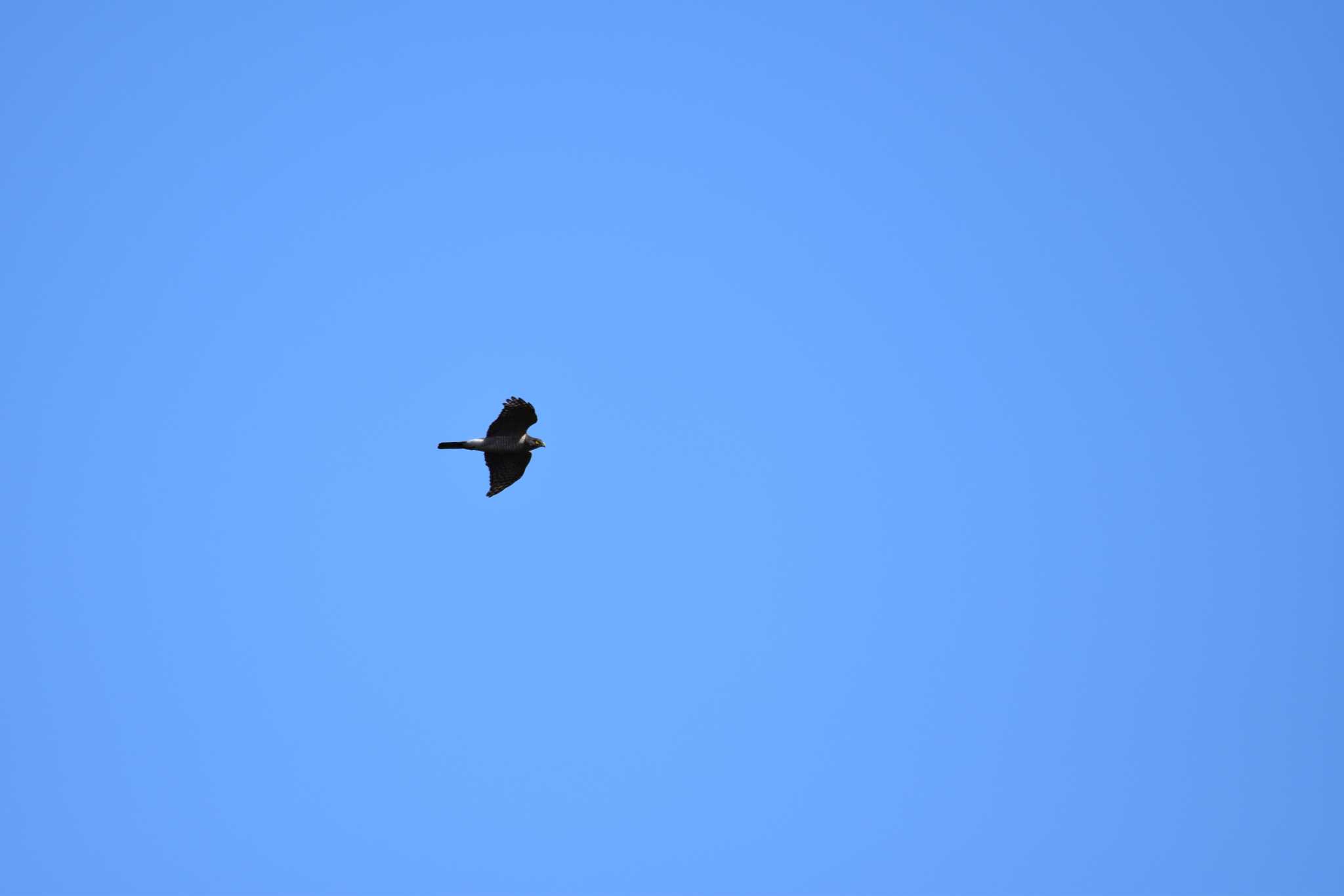 Photo of Japanese Sparrowhawk at Shirakaba-touge by みやさん