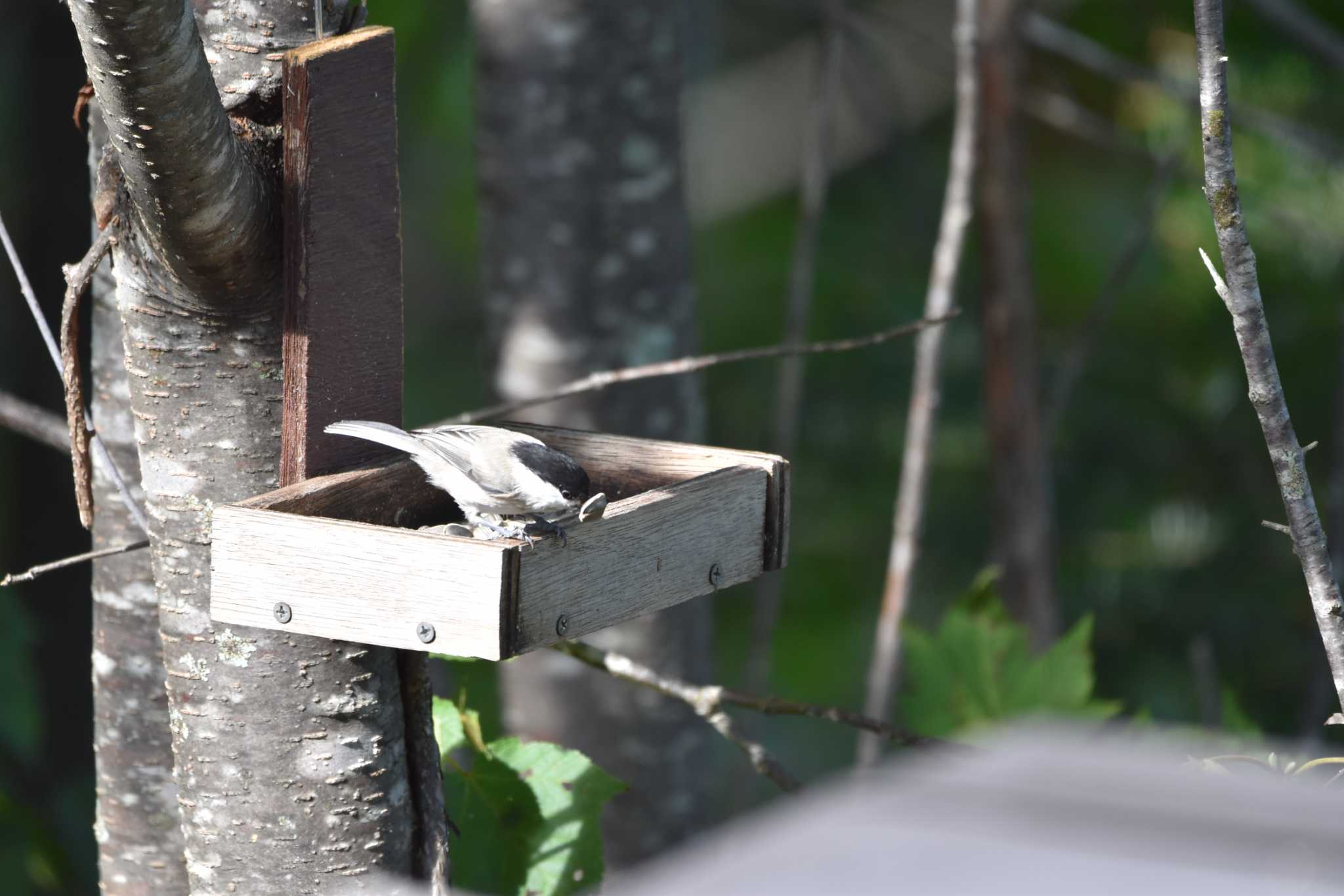 Photo of Willow Tit at Shirakaba-touge by みやさん