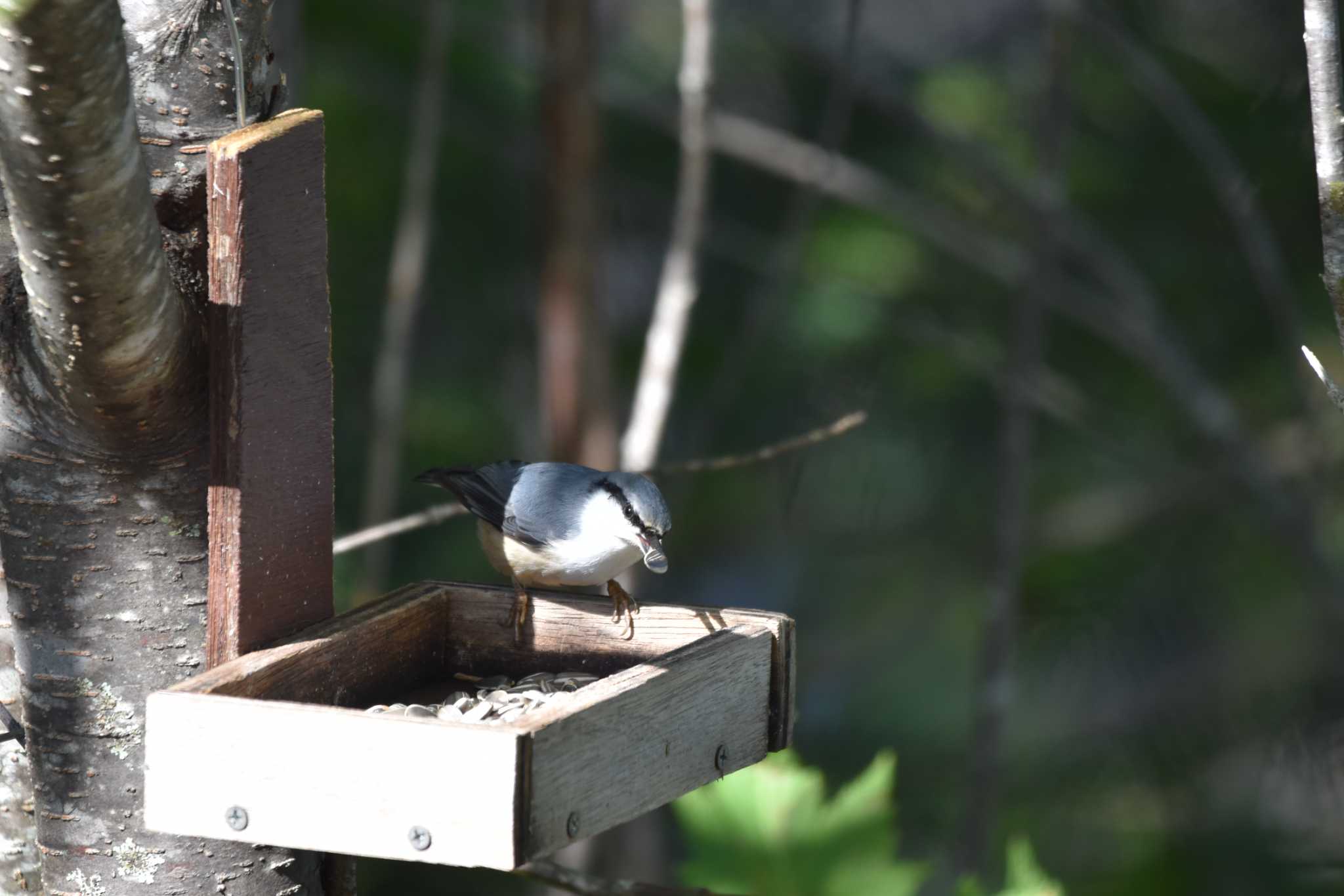 Photo of Eurasian Nuthatch at Shirakaba-touge by みやさん