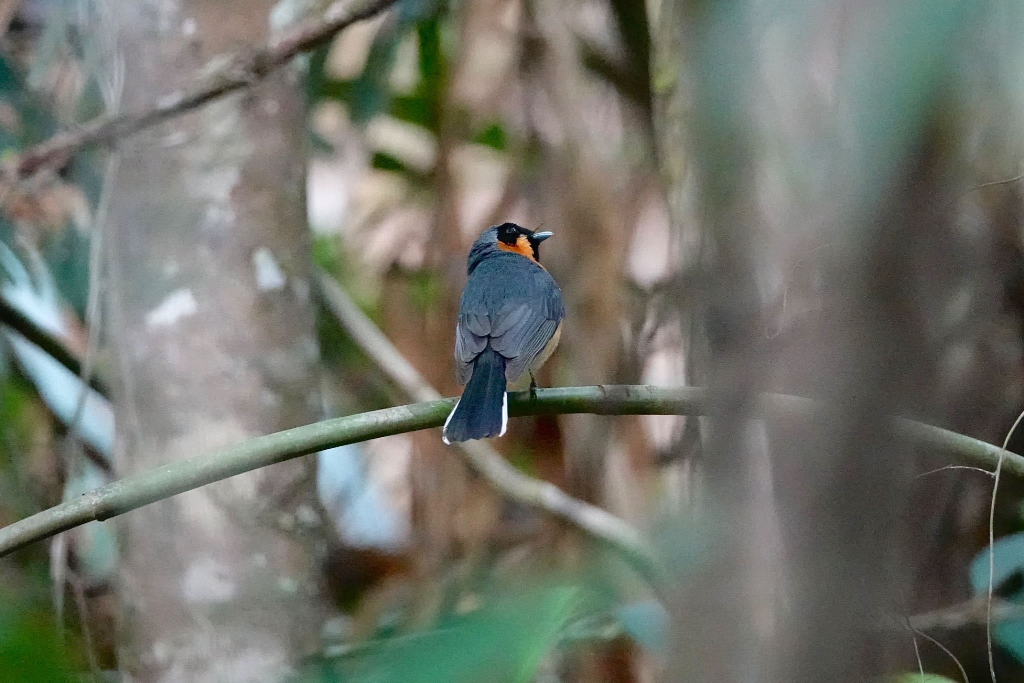 Photo of Spectacled Monarch at Black Mountain Rd(Kuranda,Australia) by のどか