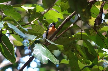 Spectacled Monarch Black Mountain Rd(Kuranda,Australia) Sun, 10/2/2022