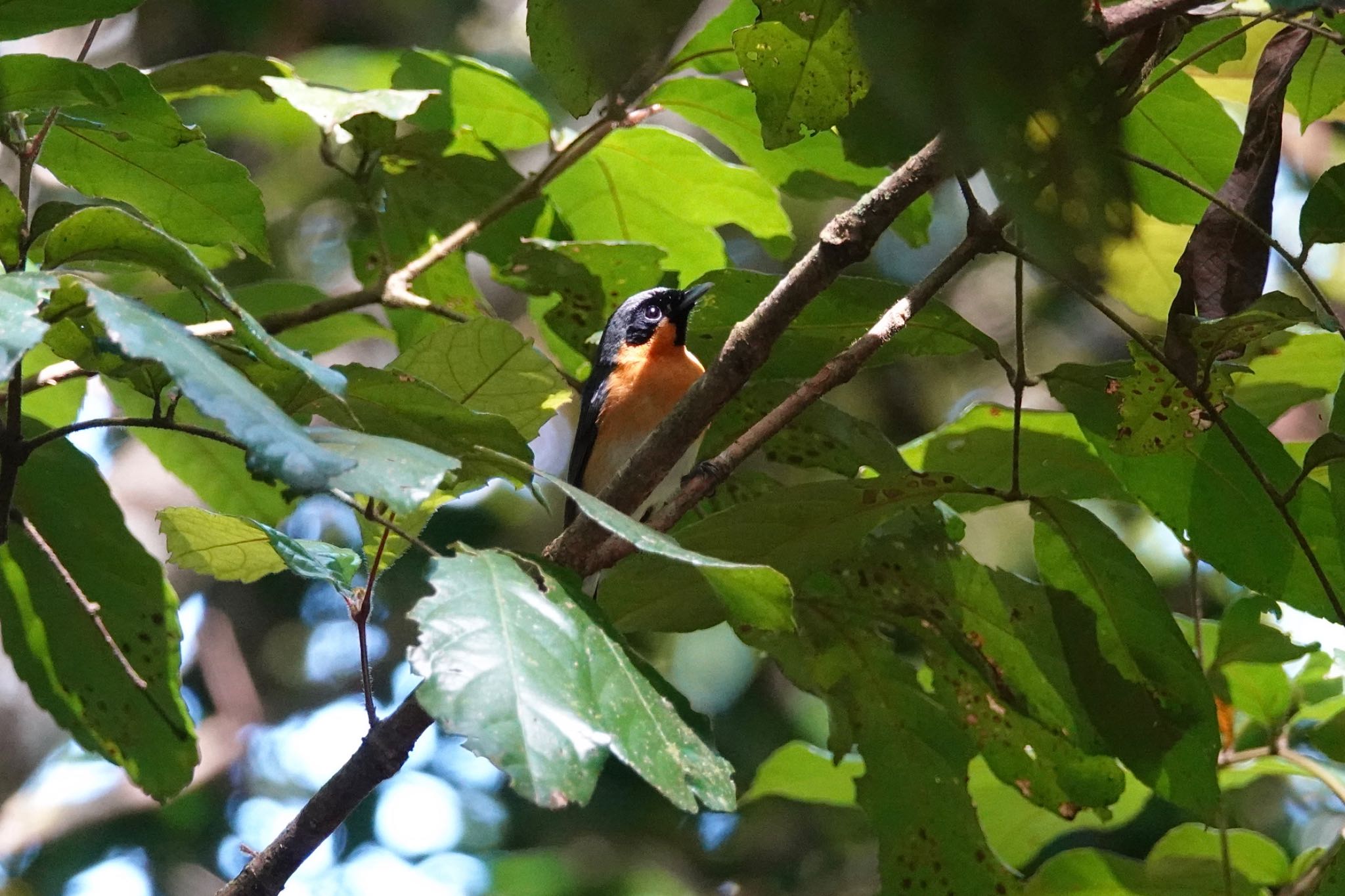 Spectacled Monarch