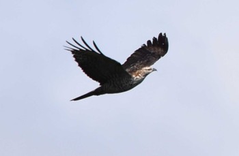 Crested Honey Buzzard Shirakaba-touge Sat, 9/24/2022