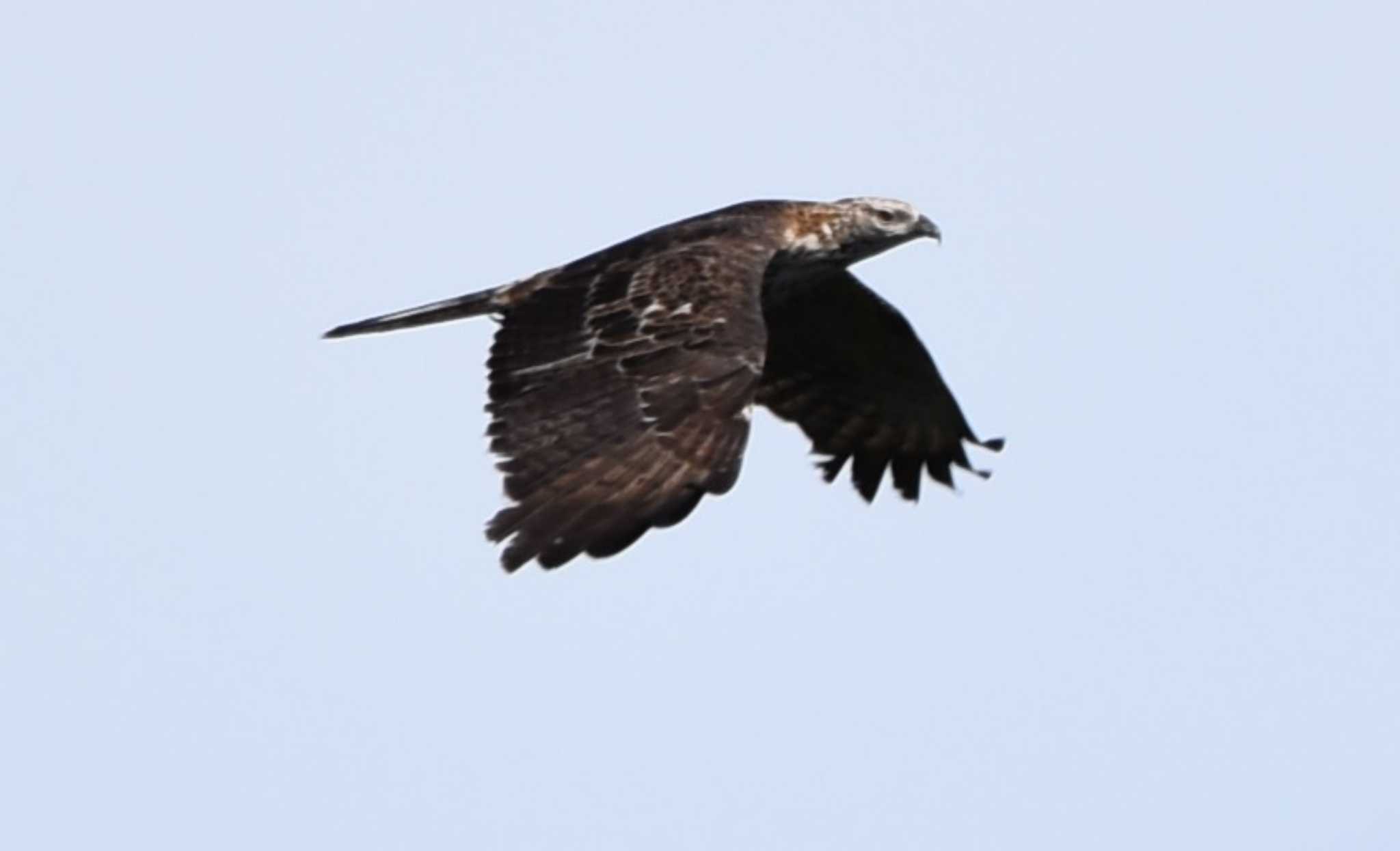 Crested Honey Buzzard