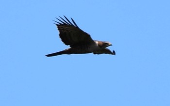 Grey-faced Buzzard Shirakaba-touge Sat, 9/24/2022