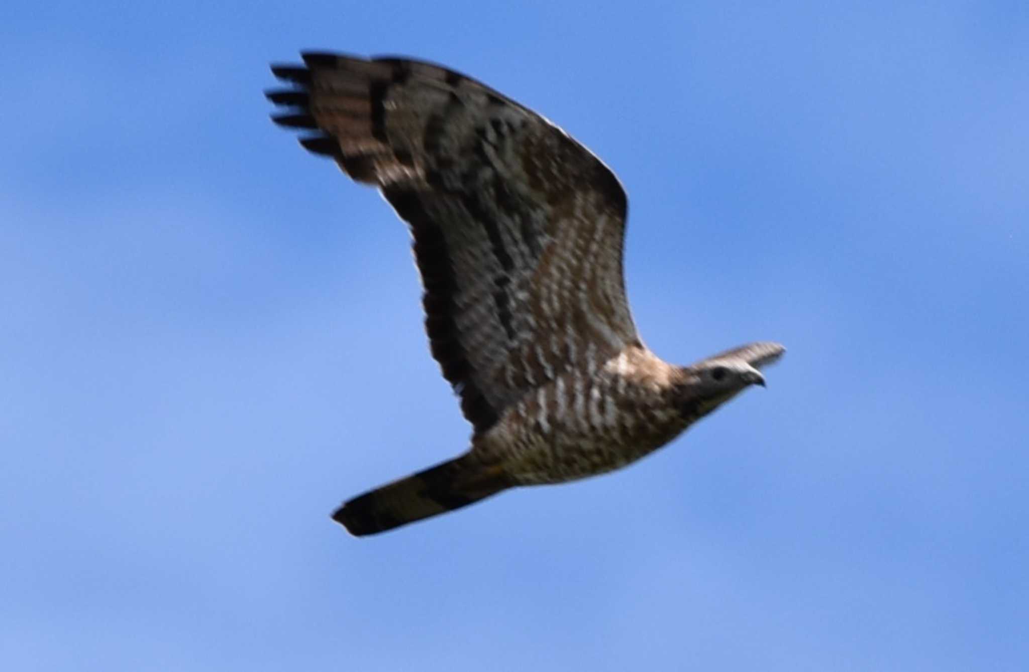 Photo of Crested Honey Buzzard at Shirakaba-touge by みやさん