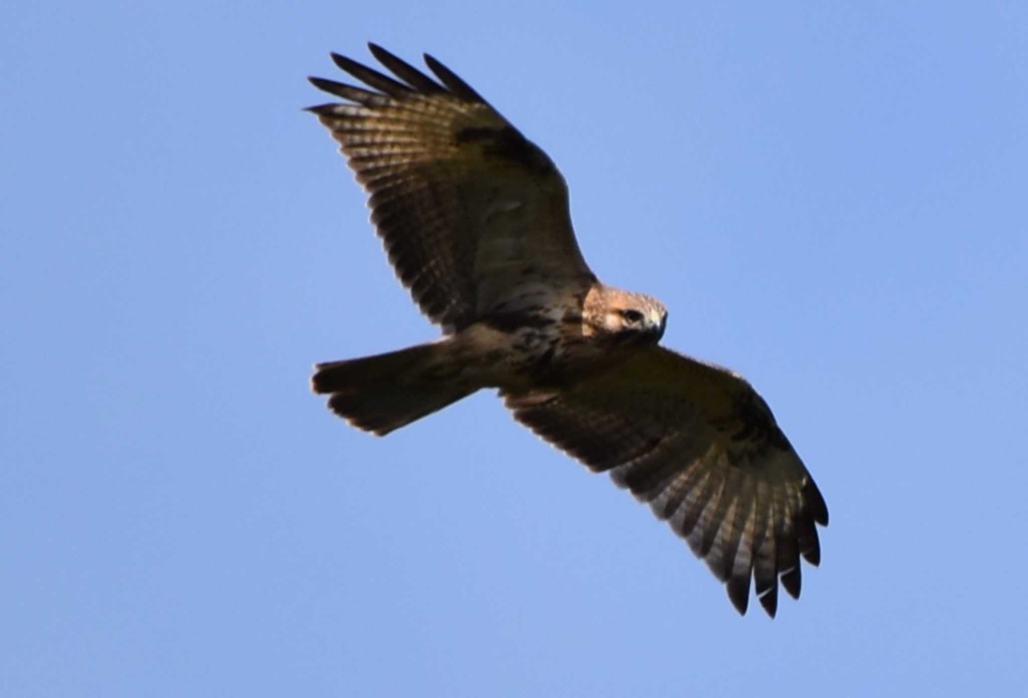 Photo of Eastern Buzzard at Shirakaba-touge by みやさん